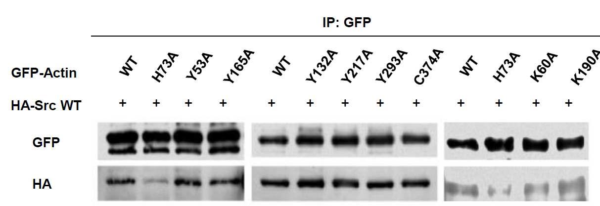 The effect of PTM of actin in interaction between Src and actin