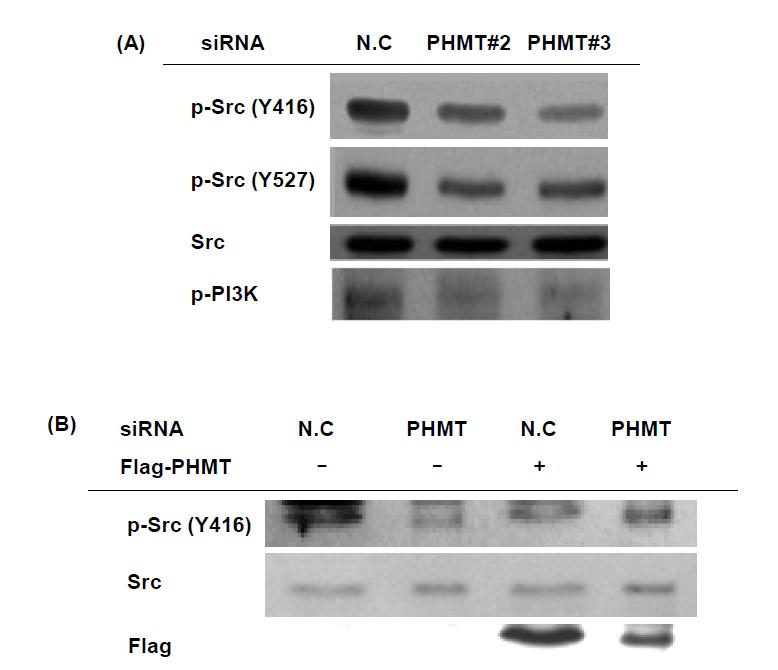 The effect of PHMT on Src activation