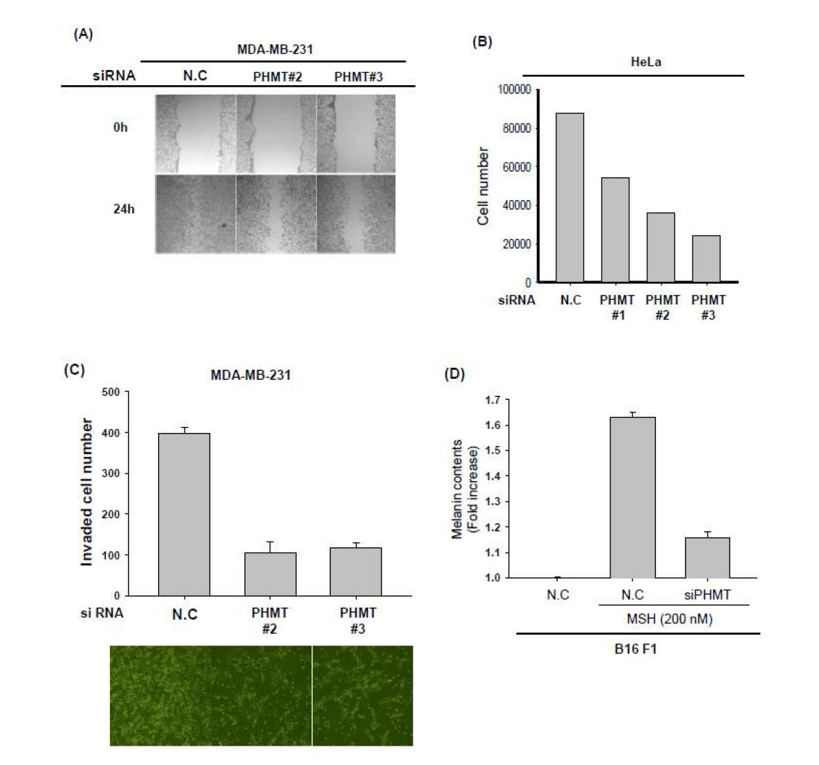 The effect of PHMT on Src-mediated cellular responses