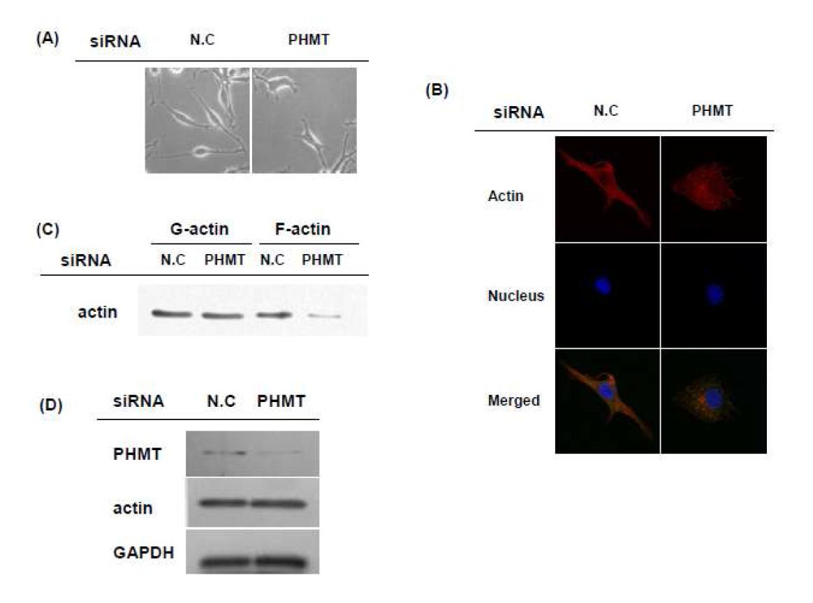 The effect of PHMT on the actin polymerization