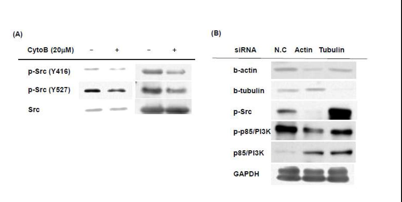 The involvement of actin polymerization on the Src regulation