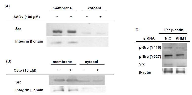 The effect of AdOx and Cyto B on the membrane recruitment of Src and the effect of PHMT on the actin/src binding