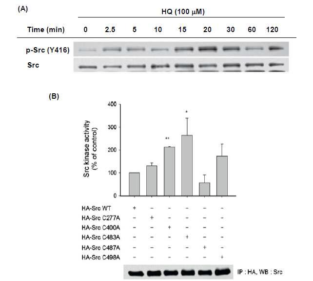 The effect of HQ on the activation of Src