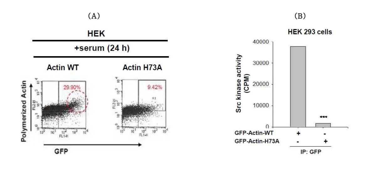 The effect of Actin WT and Actin H73A on Src kinase activity