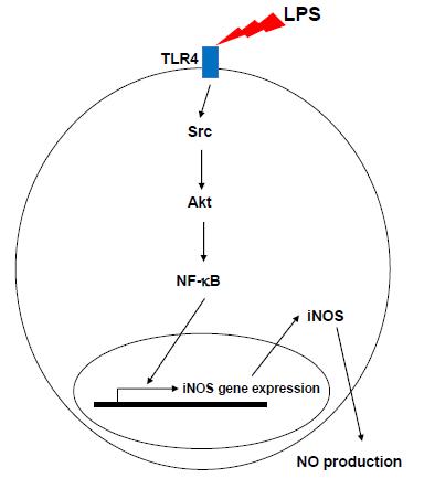 The schematic image of TLR4-mediated inflammatory response signal pathway