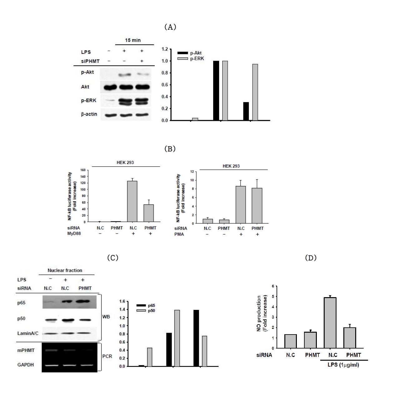 The effect of siPHMT on TLR4-mediated inflammatory response signal pathway