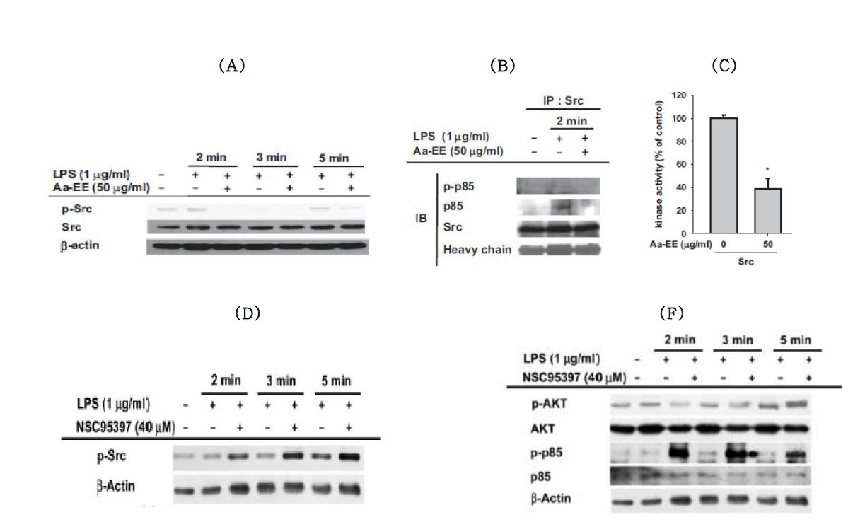 The effect of Aa-EE and NSC95397 on phosphorylation and activity of Src kinase