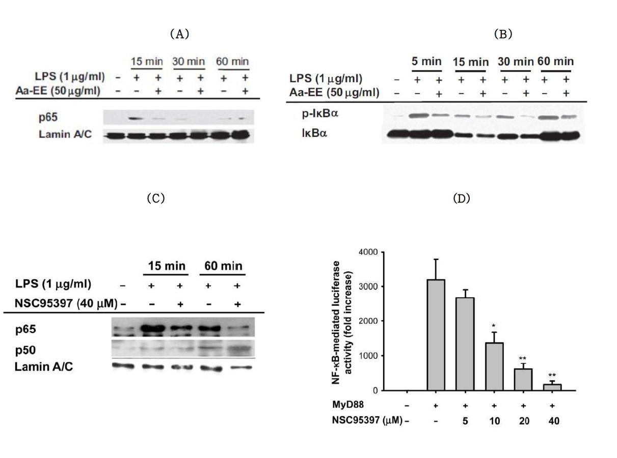 The effect of Aa-EE and NSC95397 on NF-kB activation