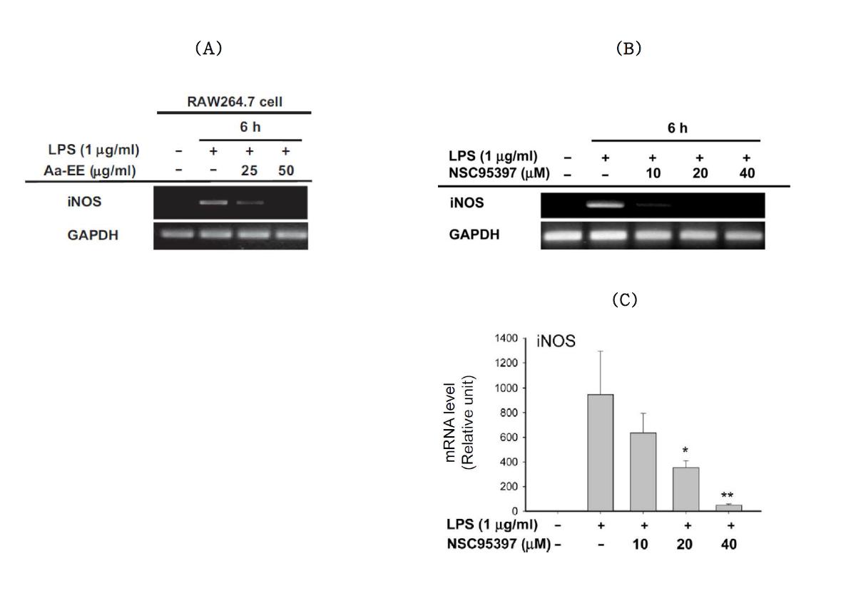 The effect of Aa-EE and NSC95397 on iNOS gene expression