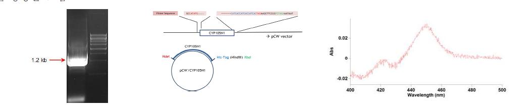 pCW vector에 cloning 한 CYP105N1과 대장균 DH5α에서의 발현