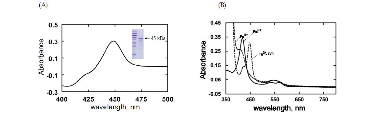 S. coelicolor CYP105N1의 정제 Spectra. A) Fe2+-Co difference spectrum과 PAGE 사진, (B) absolute spectrum