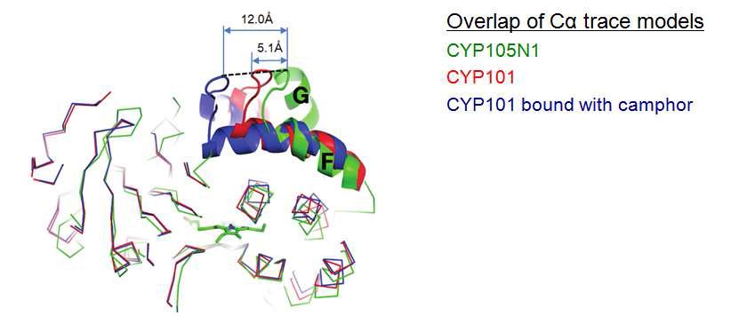 CYP105N1의 open conformation 구조