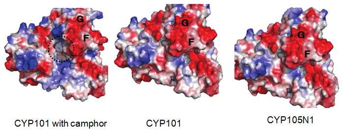 CYP105N1 3차 구조의 표면 정전기 분자구조