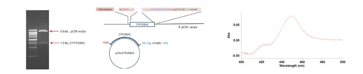 pCW vector에 cloning 한 CYP158A3와 대장균 DH5α에서의 발현