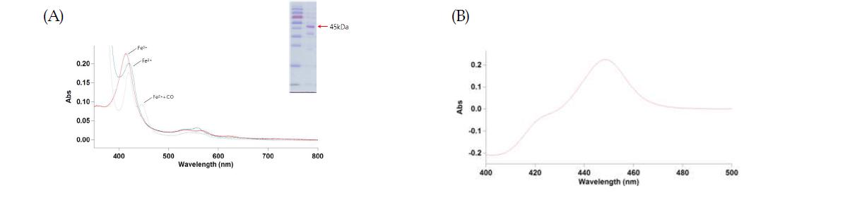 순수분리된 CYP158A3의 Spectra. A) Absolute spectra와 PAGE, (B) Fe2+-Co difference spectrum