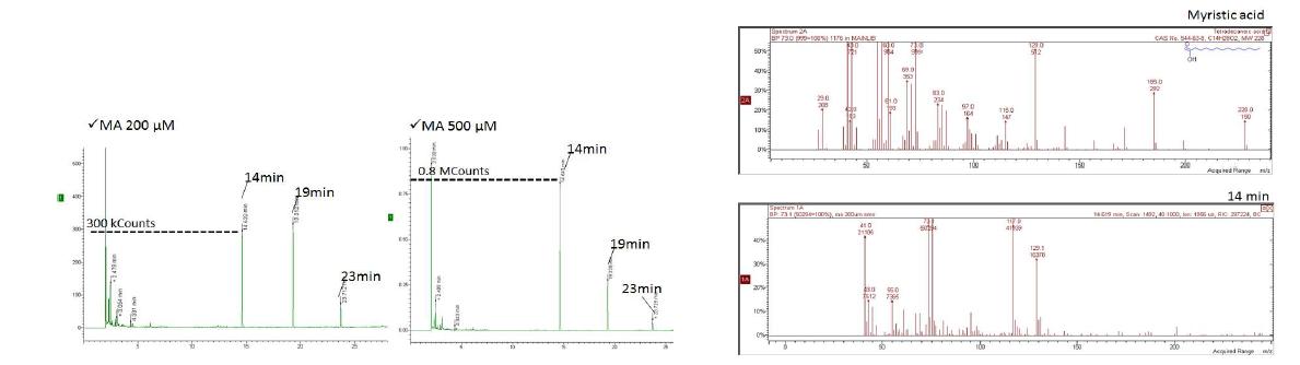 GC-mass spectrometry를 이용한 myristic acid 대사체 분석