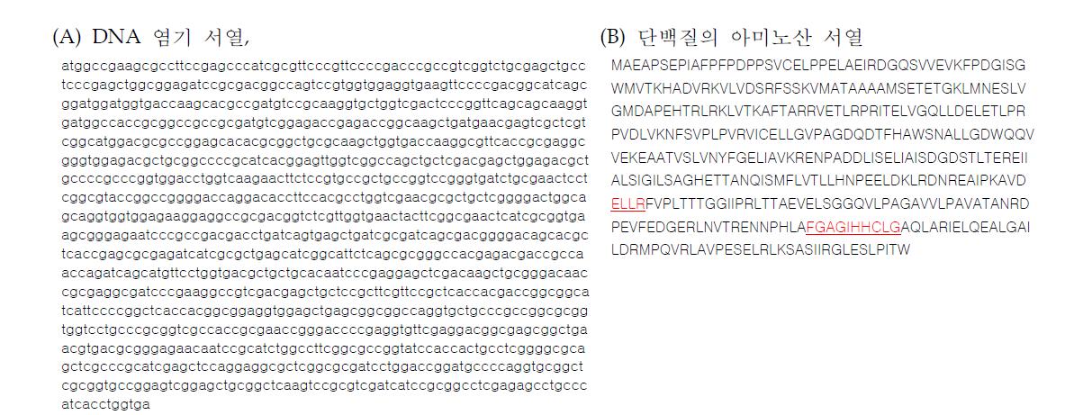 S. avermitilis에 존재하는 CYP107W1. 특징적 아미노산 서열을 밑줄로 표시.