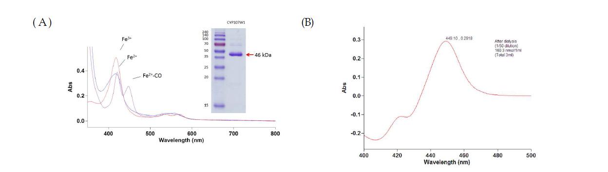 S. avermitilis CYP107W1의 정제 Spectra. (A) absolute spectrum과 PAGE 사진, (B) Fe2+-Co difference spectrum