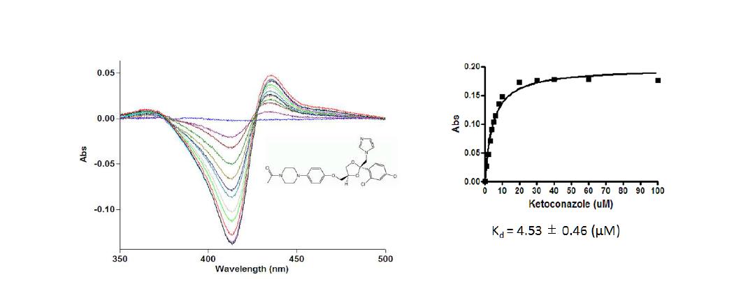 S. avermitilis CYP107W1에 대한 ketoconazole의 결합