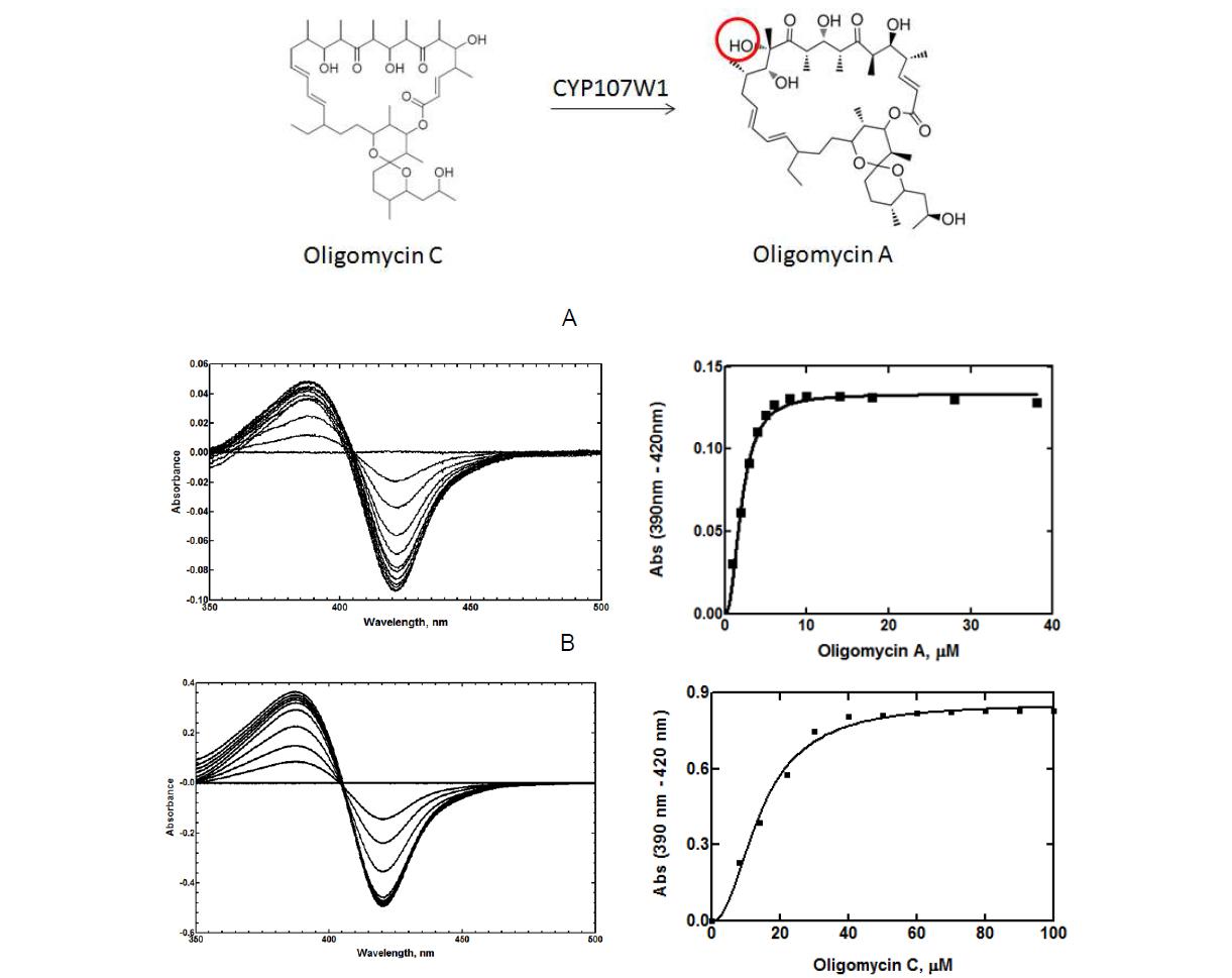 S. avermitilis CYP107W1에 대한 oligomycin C, oligomycin A와 binding titration (A) Oligomycin C binding titration, Kd = 14.37 ± 0.67 (μM) (B) Oligomycin A binding titration, Kd = 2.009 ± 0.081 (μM)