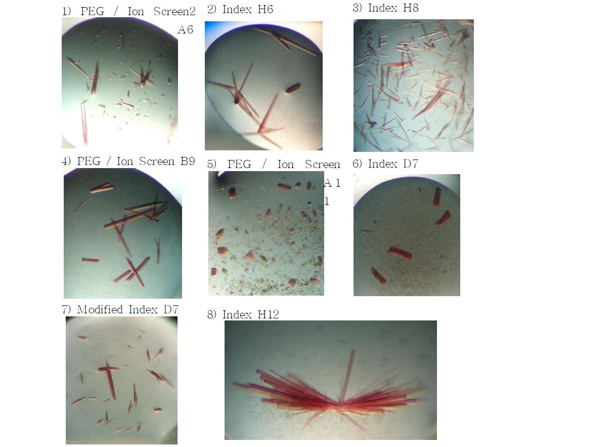 CYP107W1의 subrate free form crystals.