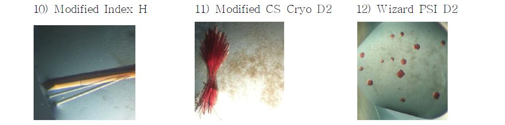 CYP107W1의 oligomycine A와의 Co-crystallization 결과.