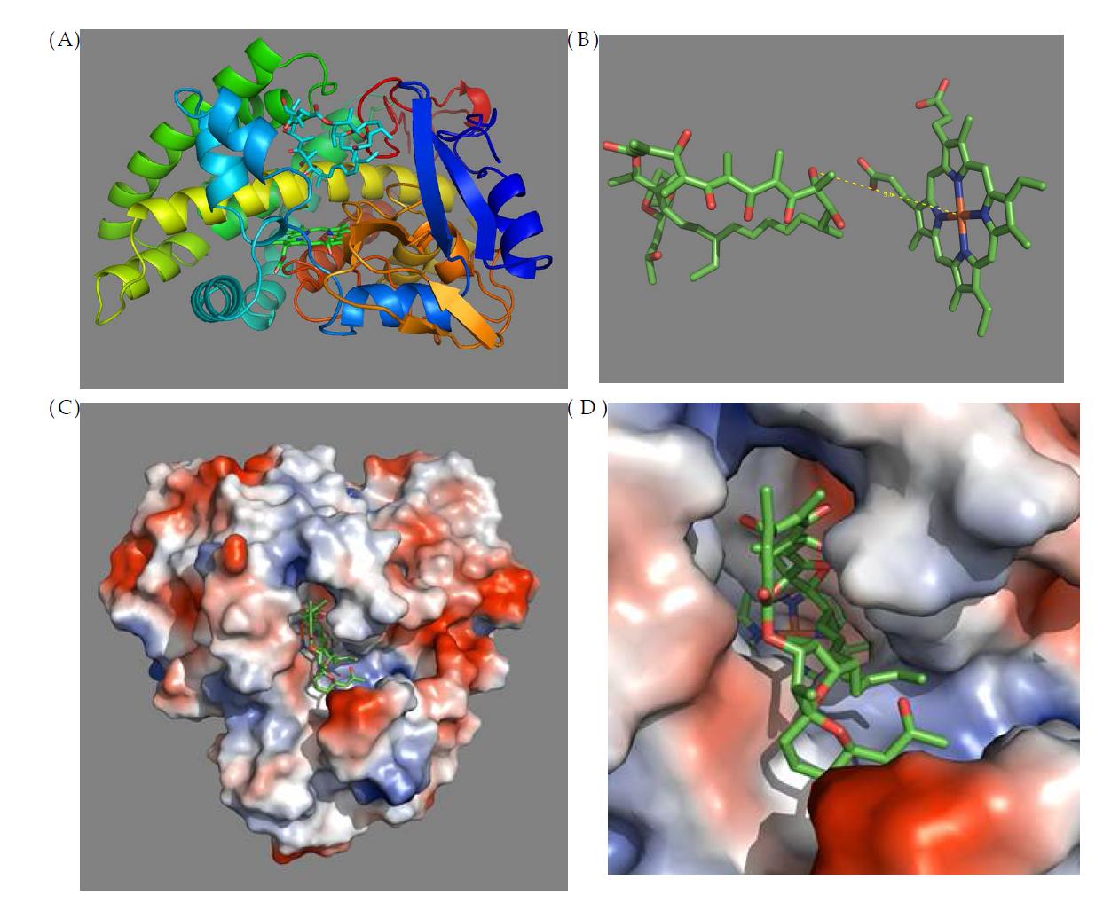 Oligomycin A-bound CYP107W1 structure (A) CYP107W1의 structure overview (B) oligomycin A와 heme 사이의 거리 (약 9.6 Å) (C), (D) surface model로 본 oligomycin A binding site