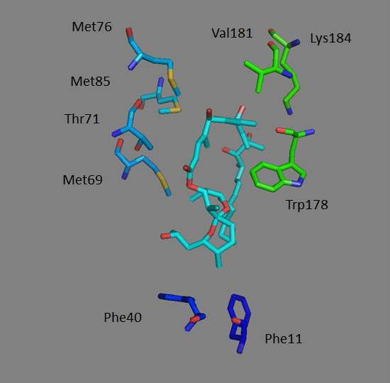 CYP107W1에 결합된 Oligomycin A 근처의 아미노산들 (<4Å)