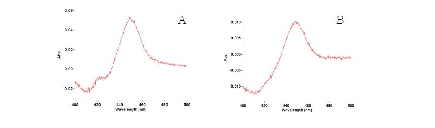 CYP107W1 W178G의 발현 (A) whole cell (B) purified protein