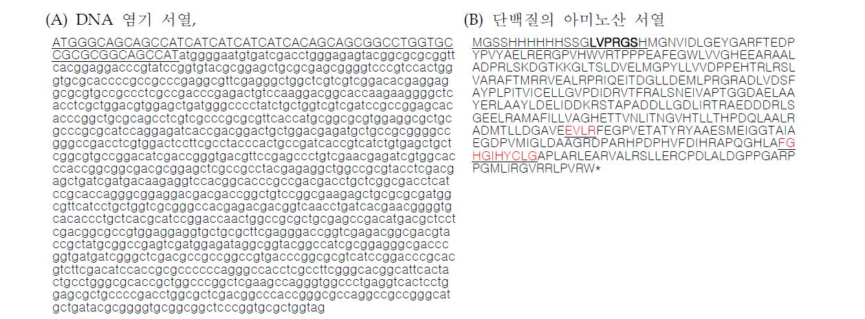 S. avermitilis의 CYP107L2 유전자 분석 및 재조합단백질 염기서열