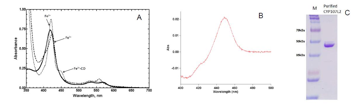 S. avermitilis CYP107L2의 정제 spectra. (A) absolute spectrum (B) Fe2+-CO difference spectrum (C) 정제 후 SDS-PAGE. (43.06 kDa)