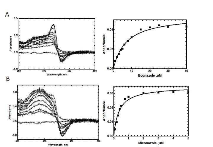 CYP107L2에 대한 econazole (A, Kd = 7.19 ± 0.68 μM)와 miconazole (B, Kd = 0.37 ± 0.05 μM)의 결합