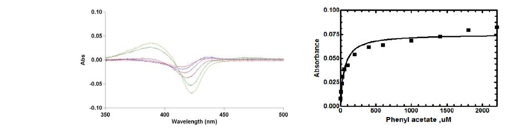 S. avermitilis CYP107L2의 phenylacetate에 대한 binding titration 분석