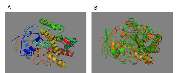 ligand-free CYP107L2 structure (A) CYP107L2의 structure overview (B) CYP107L2(orange)와 CYP107W1(green)의 alignment