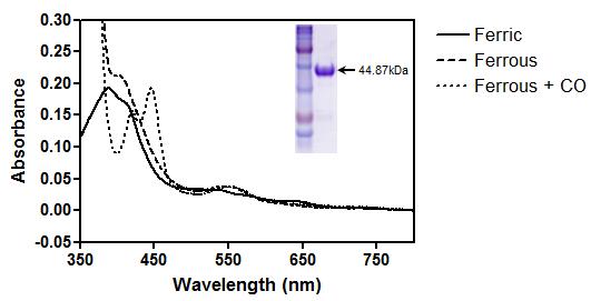 S. avermitilis CYP107F2의 정제 Absolute Spectra와 PAGE 사진