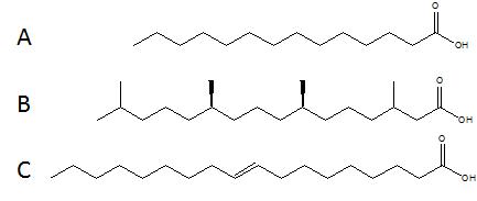 CYP107F2결합되는 지방산들의 구조 (A) Myristic acid, (B) Phytanic acid, (C) Oleic acid