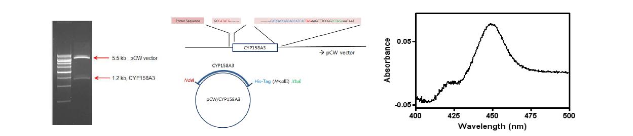 pCWCYP158A3 클로닝과 대장균 DH5α에서의 발현