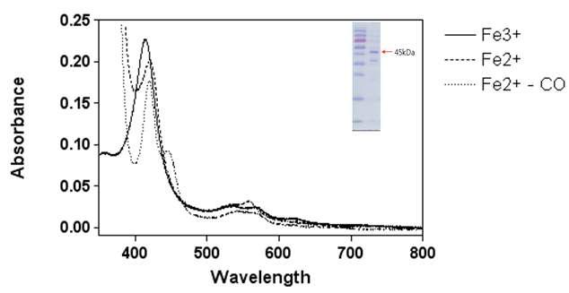 S. avermitilis CYP158A3의 정제 Spectra. Absolute spectrum과 PAGE 사진