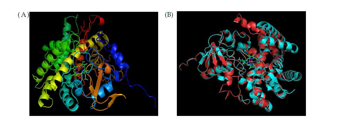 CYP158A3의 3차구조 (A) CYP158A3의 3차 모델링, (B) CYP158A2과의 superimpose (red: CYP158A3, cyan: CYP158A2)