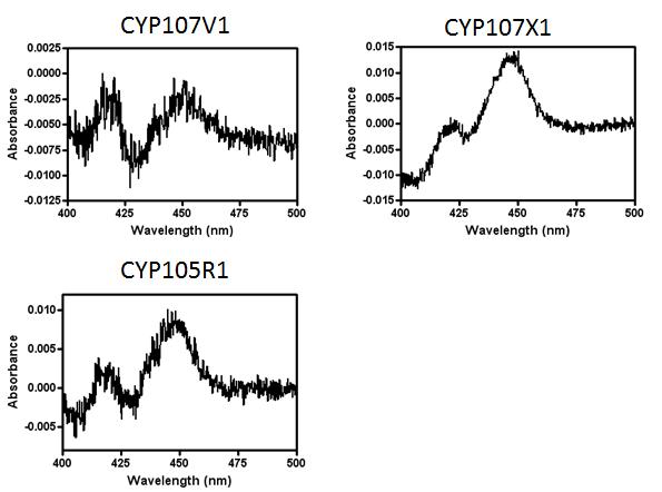 S. avermitilis CYP107V1, CYP107X1, CYP105R1의 발현