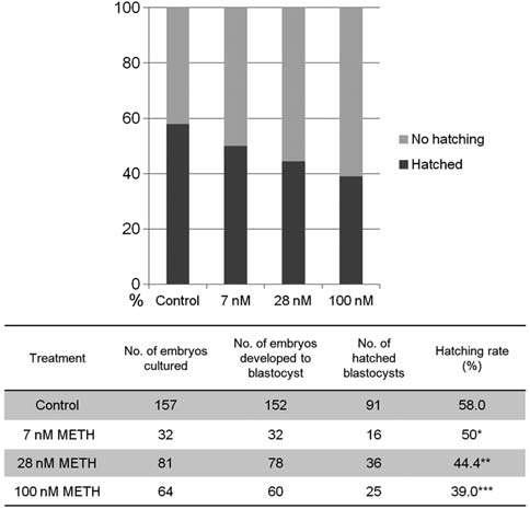 마우스 배아 hatching에 관한 METH 의 효과.