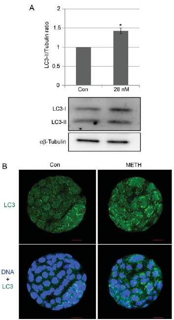 in-vitro 28 nM METH 처리한 마우스 embryo에서 자가포식 활성화.