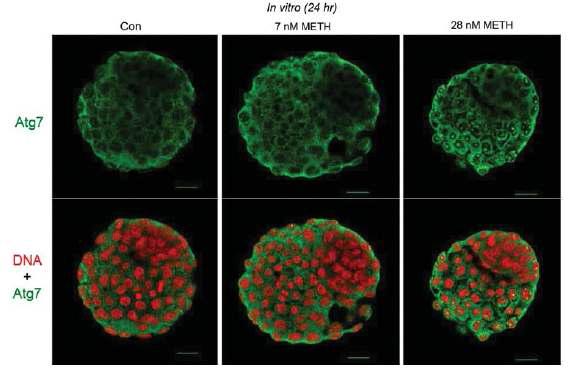 in-vitro 28 nM METH 처리한 마우스 embryo에서의 ATG7 activation.