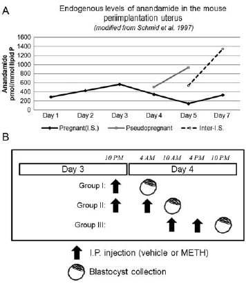 (A) 마우스 자궁에서 착상전 기간 동안 내인성 anadamide level의 도표. (B) METH injection 실험의 모식도