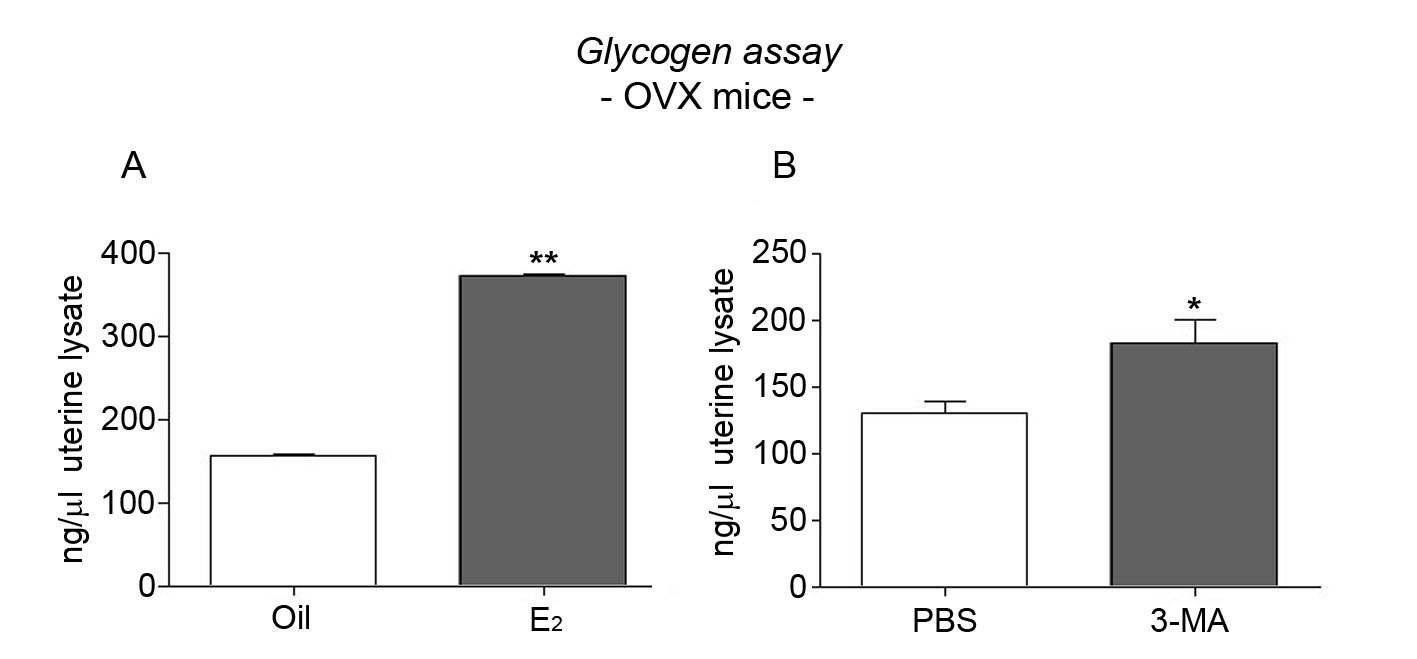 난소절제 모델에서의 glycogen content 측정