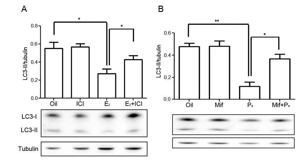 마우스 자궁에서 자가포식 반응의 조절이 classical nuclear hormone receptor에 의해 매개됨.