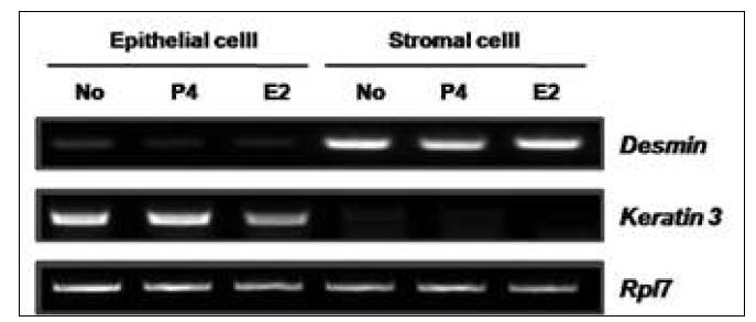 Mouse uterine cell의 primary culture와 purity 검증.