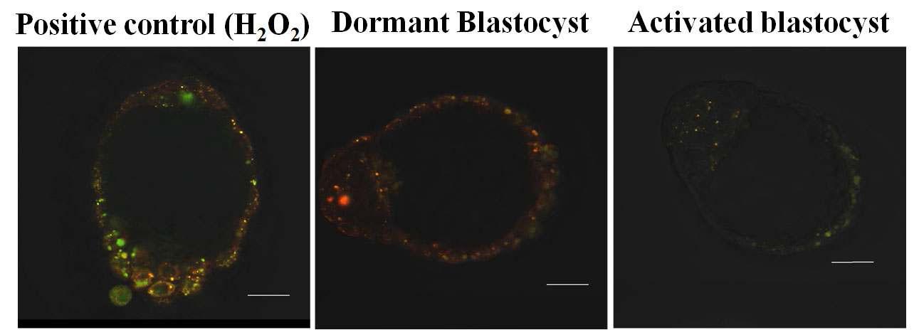 지연착상이 9일 이상 지속된 Dormant blastocyst와 activated blastocyst에서 ROS의 양상