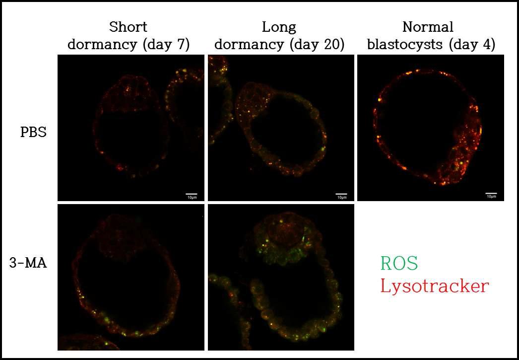 In-vivo 3-MA를 주사한 지연착상 모델 마우스 embryo에서의 자가포식과 ROS staining.