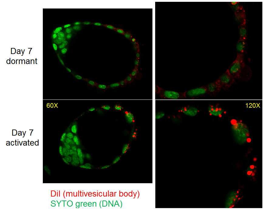 Dormant blastocyst에서 multivesicular body (MVB)의 염색.